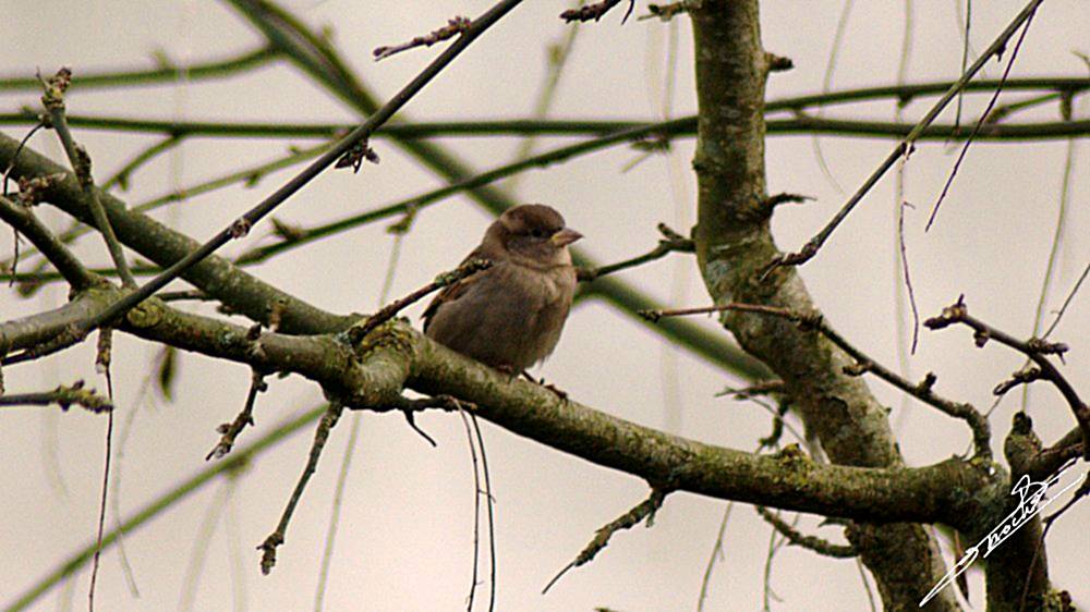 Moineau-01.jpg