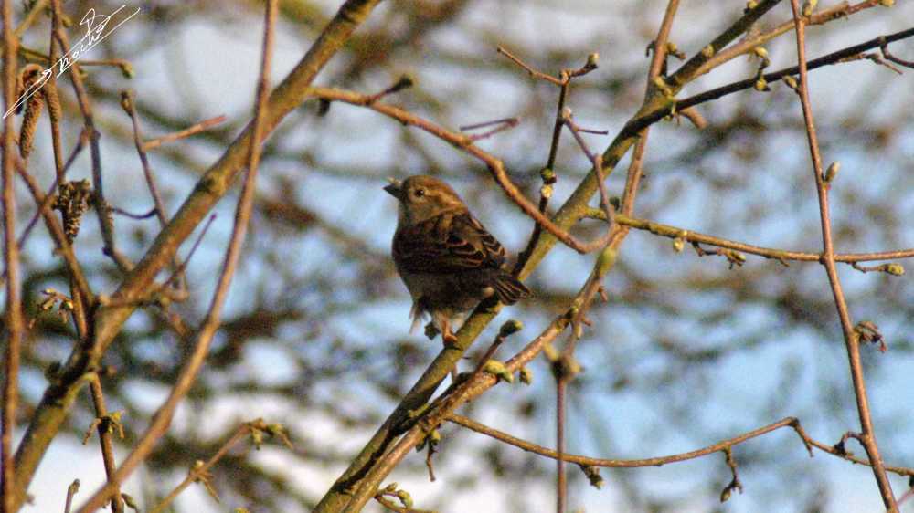 Moineau-03.jpg