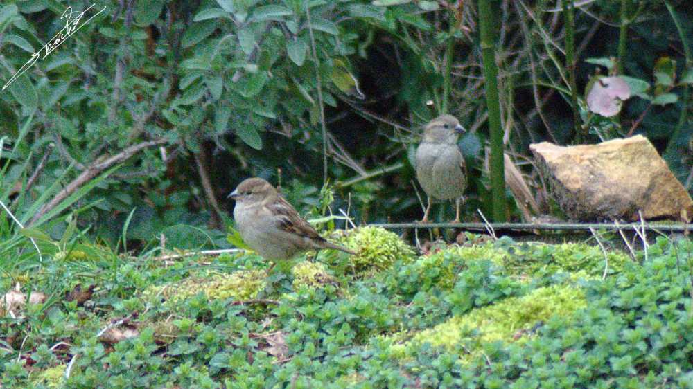 Moineau-04.jpg