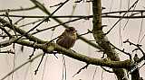 Moineau-01.jpg