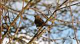 Moineau-03.jpg