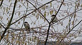 Moineau-05.jpg