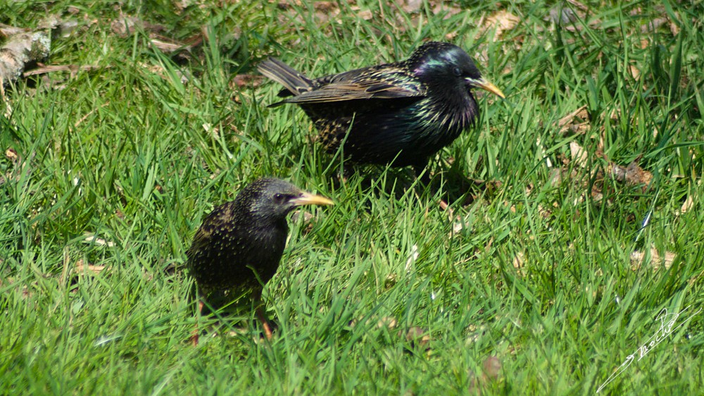 Sturnus vulgaris-01.jpg
