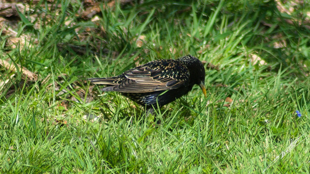 Sturnus vulgaris-02.jpg