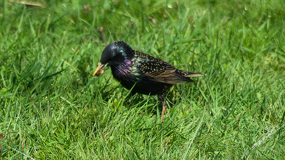 Sturnus vulgaris-03.jpg