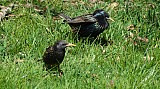 Sturnus vulgaris-01.jpg