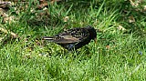 Sturnus vulgaris-02.jpg