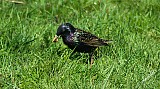 Sturnus vulgaris-03.jpg