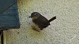 troglodytidae.jpg troglodytidae.jpg
