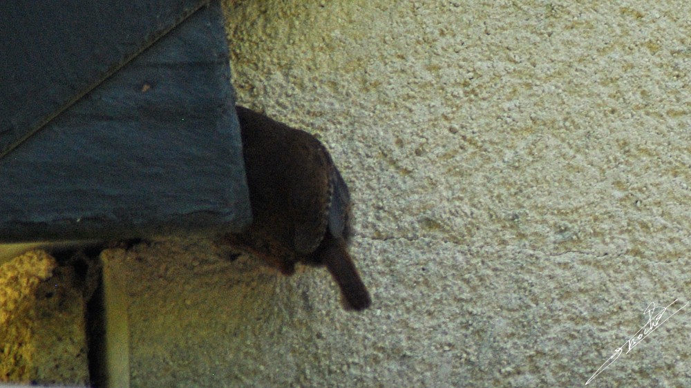 Troglodytes troglodytes-02.jpg