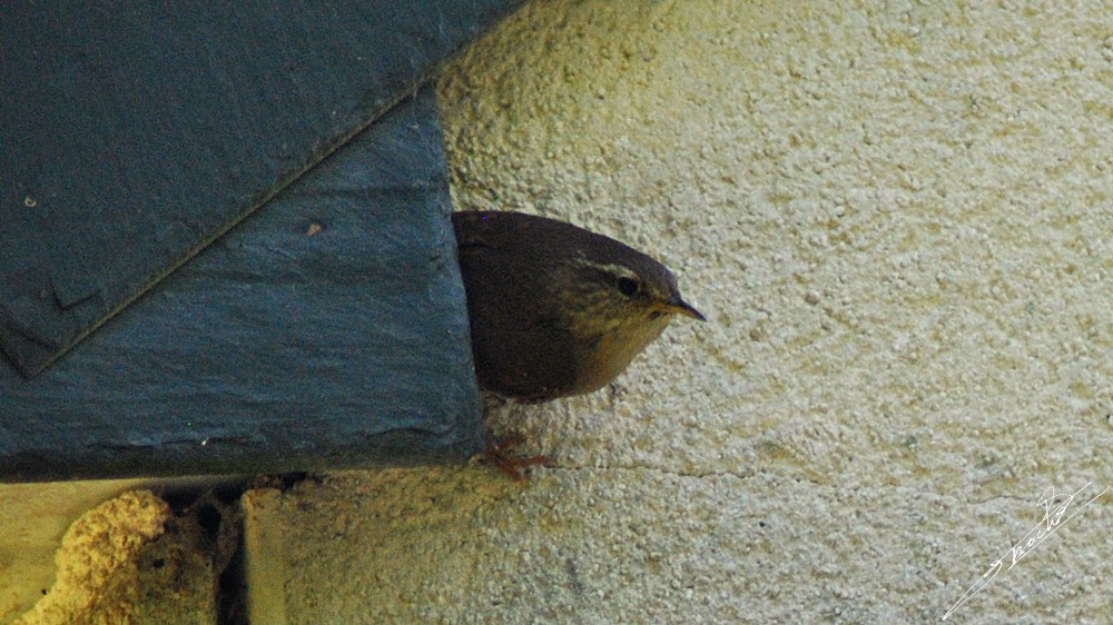 Troglodytes troglodytes-03.jpg