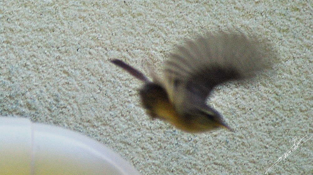 Troglodytes troglodytes-04.jpg