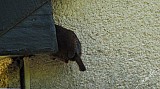 Troglodytes troglodytes-02.jpg