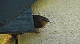 Troglodytes troglodytes-03.jpg