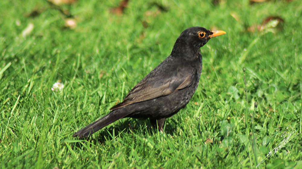 Turdus merula-01.jpg