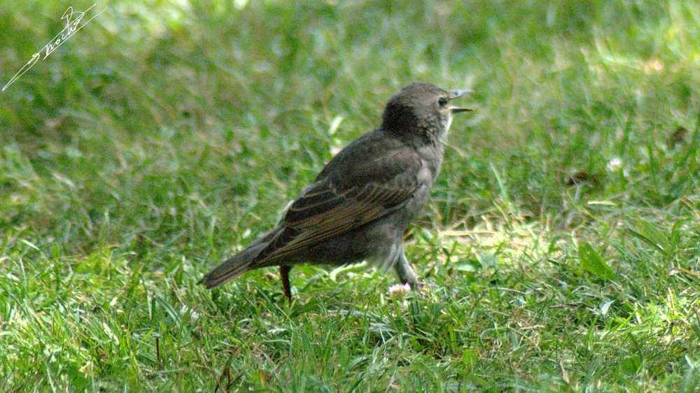 Turdus merula-04.jpg