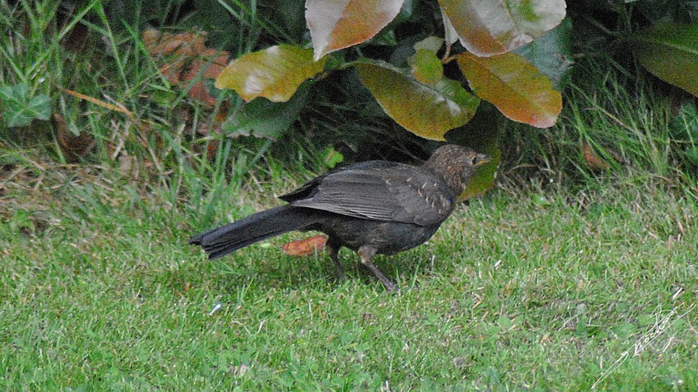 Turdus merula-06.jpg