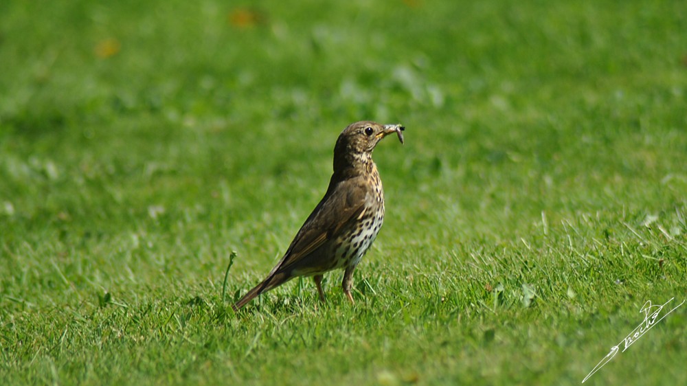 Turdus philomelos-01.jpg