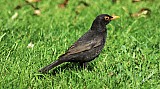 Turdus merula-01.jpg