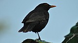 Turdus merula-02.jpg