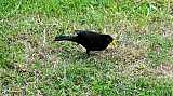 Turdus merula-03.jpg