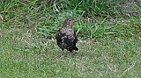 Turdus merula-05.jpg