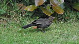 Turdus merula-06.jpg