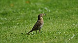 Turdus philomelos-01.jpg