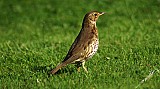 Turdus philomelos-02.jpg